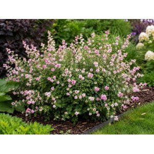 Imelovník (Symphoricarpos) ‘Symphony Rave’ - výška 40-60 cm, kont. C3L